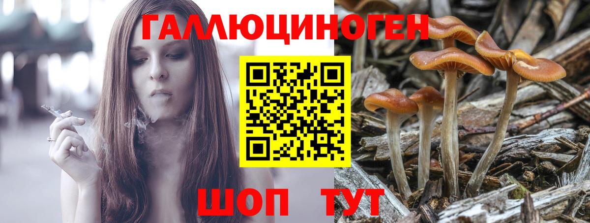 Псилоцибиновые грибы Psilocybine cubensis Алексеевка